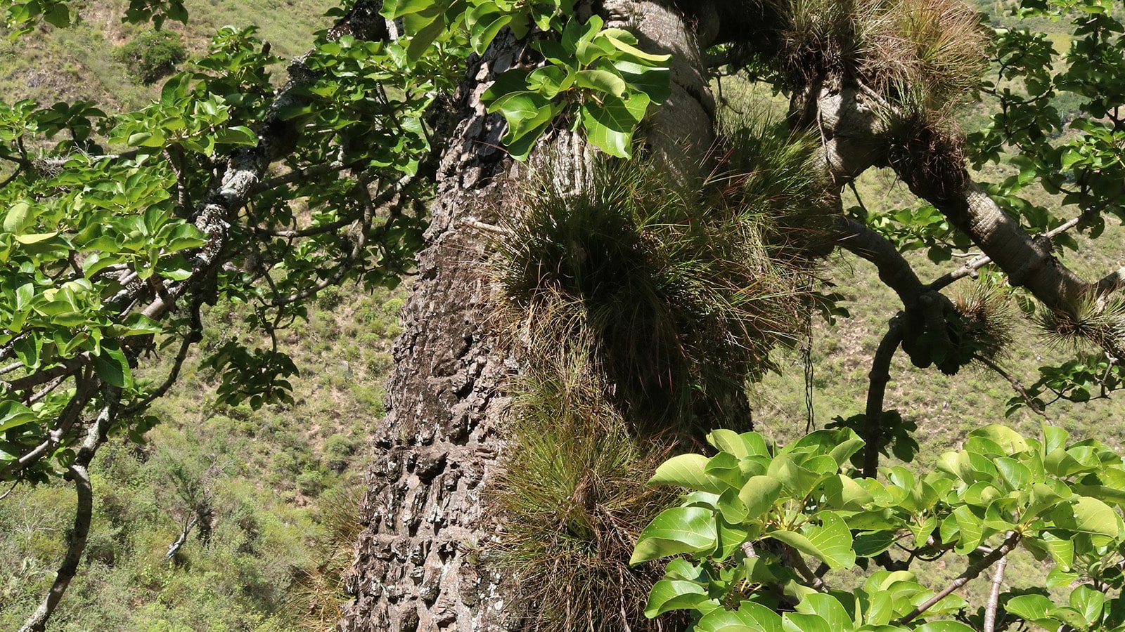 Cañon del Chicamocha Ceiba Barrigona Umpala
